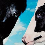 Stroomberg – VERSUS, kaart 'koe en paard' – Nederlands Letterenfonds, Goethe Institut