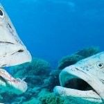 Stroomberg – VERSUS, kaart 'vissen' – Nederlands Letterenfonds, Goethe Institut