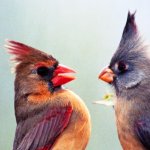 Stroomberg – VERSUS, kaart 'vogels' – Nederlands Letterenfonds, Goethe Institut